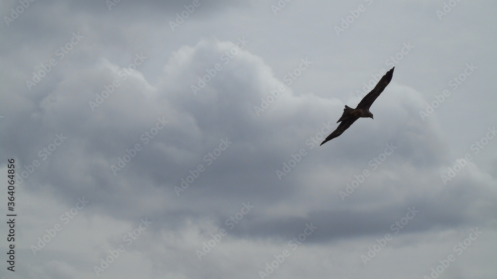 seagull in the sky seagull in the sky