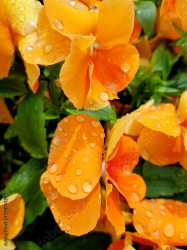 Raindrops on orange flowers pansies in a flower bed close up.