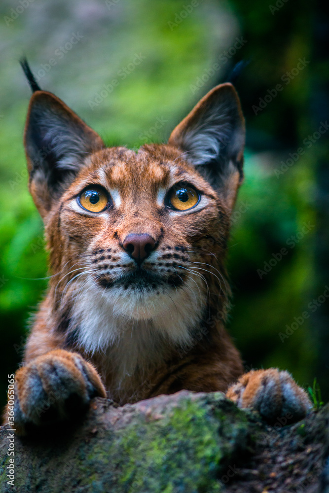 Obraz premium Carpathian lynx portrait in nature park