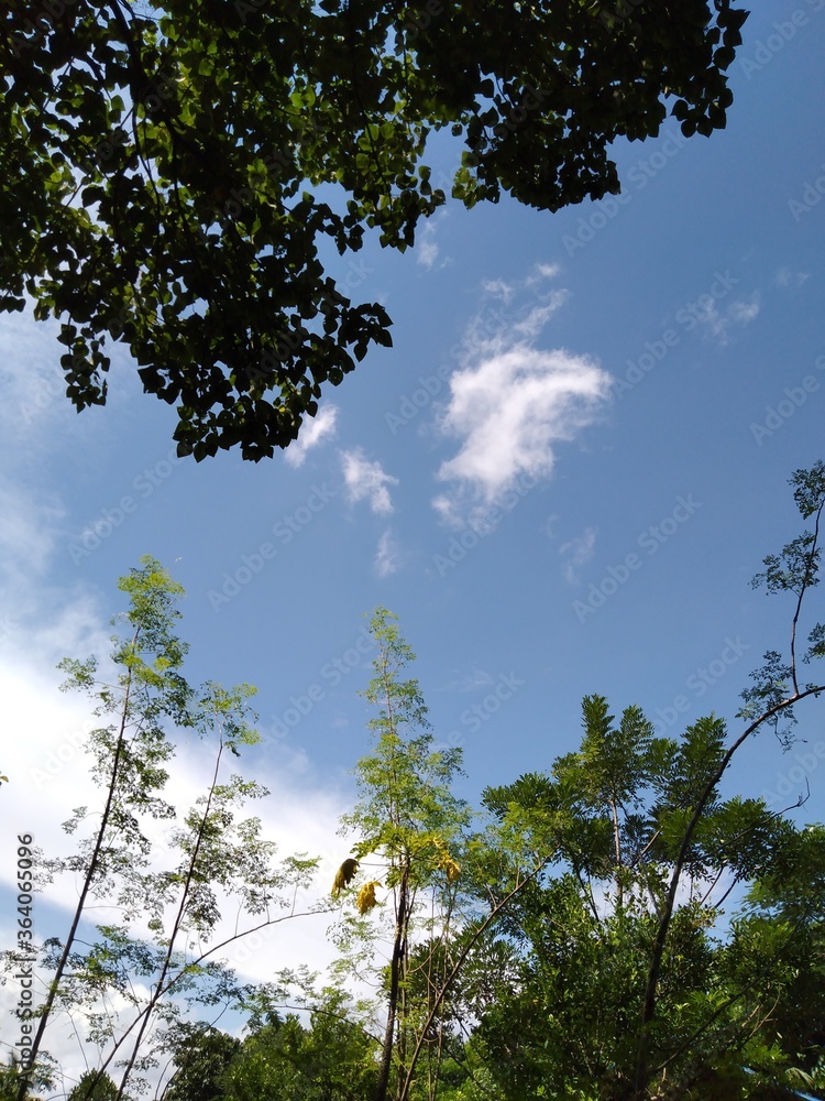 Obraz premium Cloudy sky in Forest