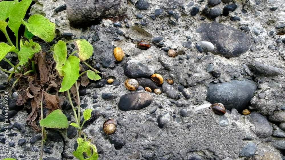 Mountain snail creeps on a stone wall. Mollusks gathered in one place. Day. Georgia. Mountain snail creeps on a stone wall. Mollusks gathered in one place. Day. Georgia.