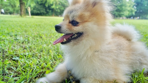 歩き疲れてはあはあするポメラニアン