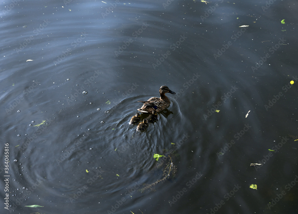 ducks with little ducklings on the river