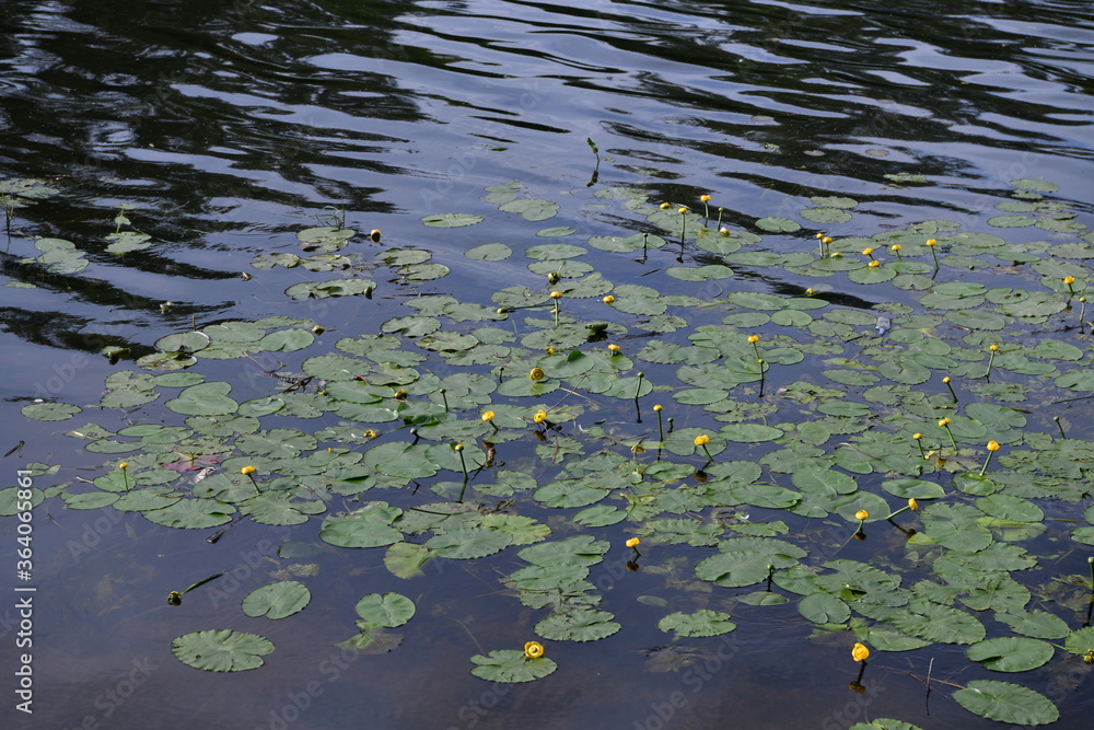 water lilies in a river along a walk path water lilies in a river along a walk path