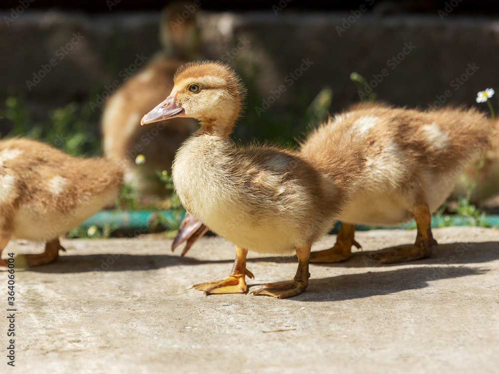 Obraz premium Cute little yellow goslings, selective soft focus