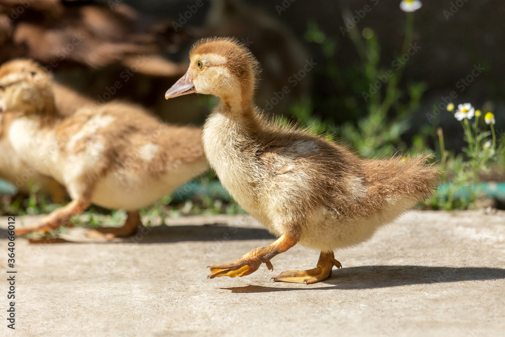 Cute little yellow goslings, selective soft focus Cute little yellow goslings, selective soft focus