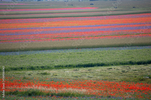 lentil fiorityre poppies and cornflowers national park sibillini mountains castelluccio italy photo