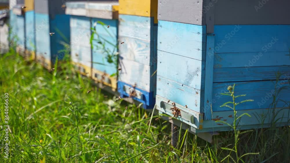 Row of beehives on green grass. Busy bees flying into the wooden hive ...