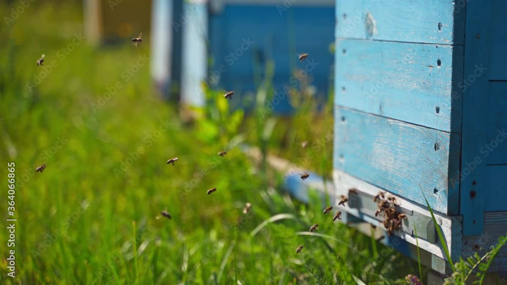 Bees near hive. Busy insects flying and crawling into the beehive to carry pollen. Wooden hive with bees on green grass in summer. Close-up. Bees near hive. Busy insects flying and crawling into the beehive to carry pollen. Wooden hive with bees on green grass in summer. Close-up.