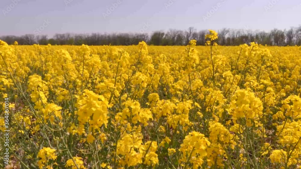 Rapeseed (Brassica napus ) is a popular crop for biodiesel and vegetable oil production Rapeseed (Brassica napus ) is a popular crop for biodiesel and vegetable oil production