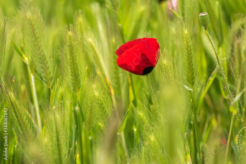 Poppy flower in the greenery nature field