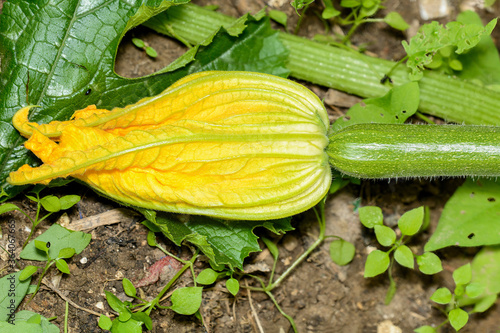 A courgette flower and developing cougette vegetable.
