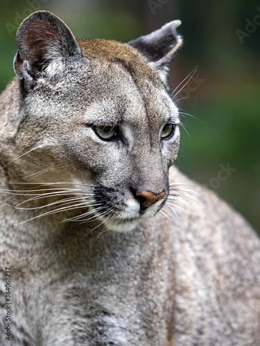 Portrait of resting bored female Cougar, Puma concolor