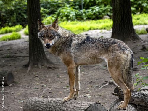 A lone Gray Wolf  Canis lupus  in a forest game reserve