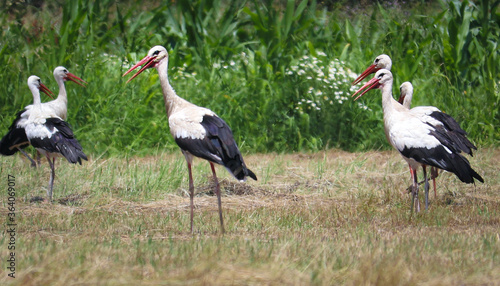 Several White Storks Walking on the Meadow on the Bright Summer Day .