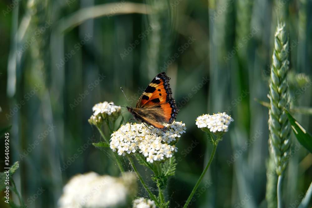Schmetterling Kleiner Fuchs auf Schafgarbe in Kornfeld im Sommer 2020 im Westerwald in Rheinland-Pfalz - Stockfoto Schmetterling Kleiner Fuchs auf Schafgarbe in Kornfeld im Sommer 2020 im Westerwald in Rheinland-Pfalz - Stockfoto