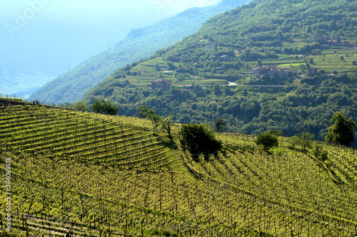 mountain vineyard,landscape, agriculture, nature, field, green,countryside, view,rural,italy, outdoor, 