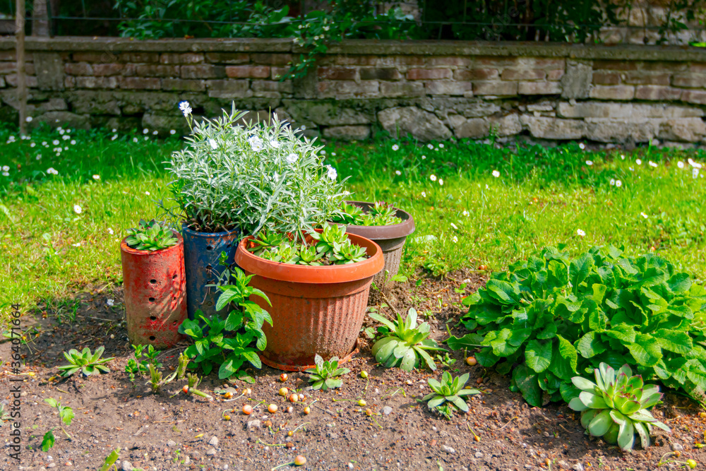 Diverse potted plants in front of house, in yard