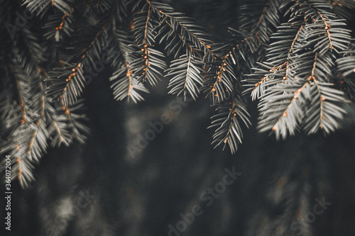 Beautiful autumn scene with closeup of pine branches and blurred background, trendy dark toned design for social media, seasonal quotes. Vintage fall wallpaper. Natural winter forest backdrop.