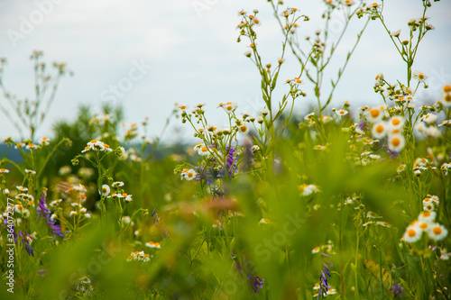 Fototapeta Naklejka Na Ścianę i Meble -  Daisies on a bright background in the field, atmospheric photos of flowers on a macro
