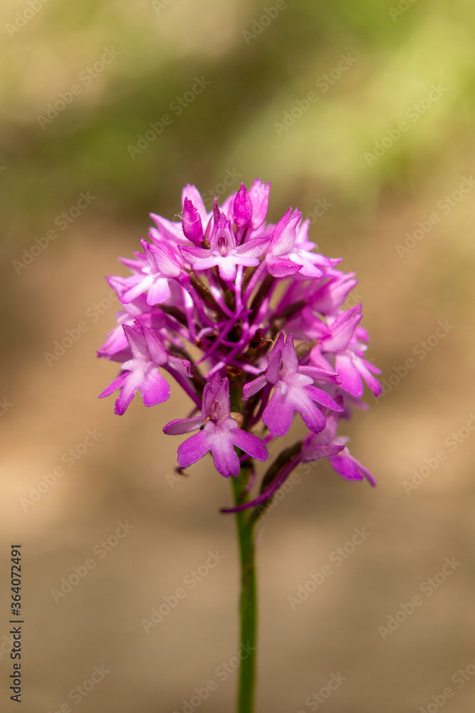 Fototapeta premium Pyramidal Orchid (Anacamptis pyramidalis) close up picture