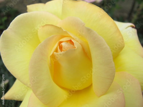 Beautiful yellow rose with a delicate pink tint on the petals close-up. Scenic rose flower background closeup pastel yellow and pink color petals