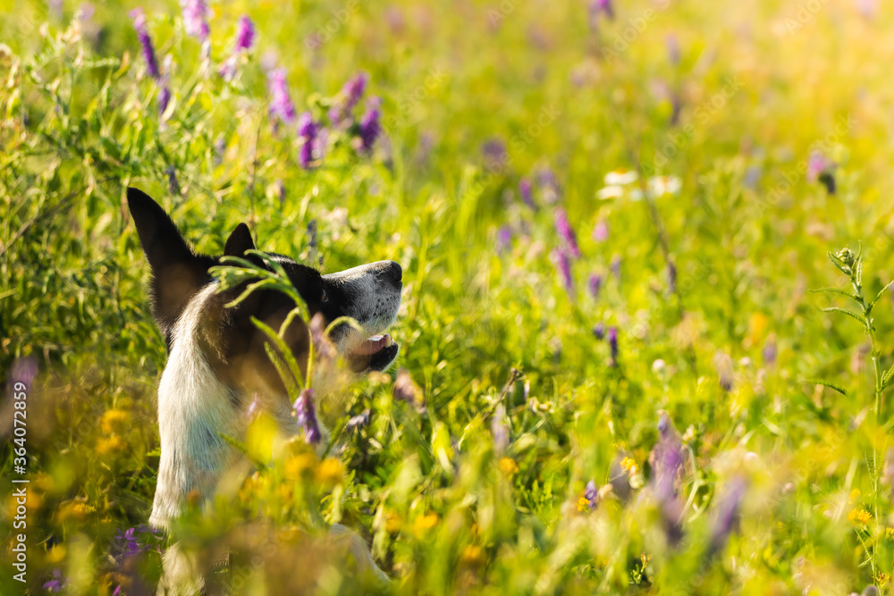 Portrait of a basenji dog in a green field