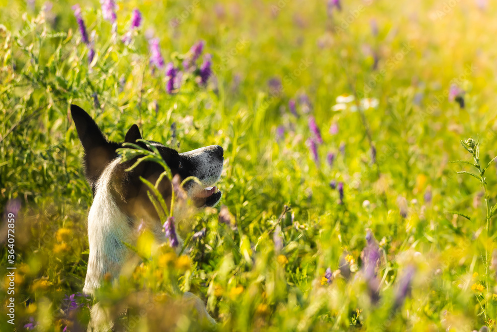 Portrait of a basenji dog in a green field Portrait of a basenji dog in a green field