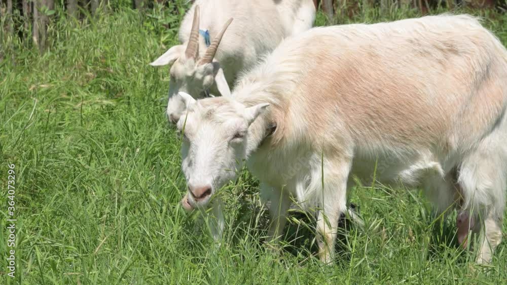 Two white goats on a leash with collars graze next to a rural fence on green grass on a sunny day. concept of farming and livestock farming close-up Two white goats on a leash with collars graze next to a rural fence on green grass on a sunny day. concept of farming and livestock farming close-up