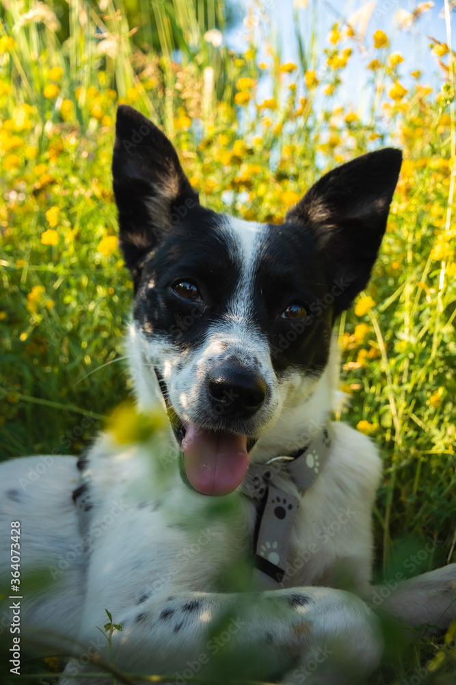 Funny and kind dog lies resting in the grass in a field in the shade of the hot summer sun Funny and kind dog lies resting in the grass in a field in the shade of the hot summer sun