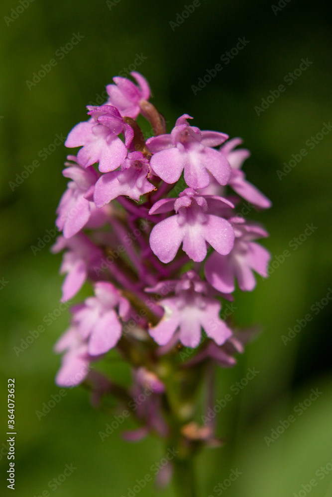 Pyramidal Orchid (Anacamptis pyramidalis) close up picture Pyramidal Orchid (Anacamptis pyramidalis) close up picture