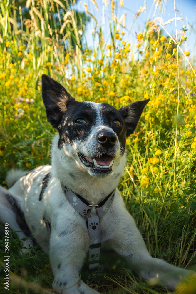 Funny and kind dog lies resting in the grass in a field in the shade of the hot summer sun Funny and kind dog lies resting in the grass in a field in the shade of the hot summer sun