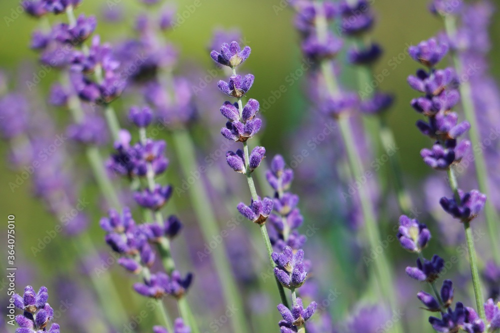 close up of beautiful lilac lavender in the garden close up of beautiful lilac lavender in the garden