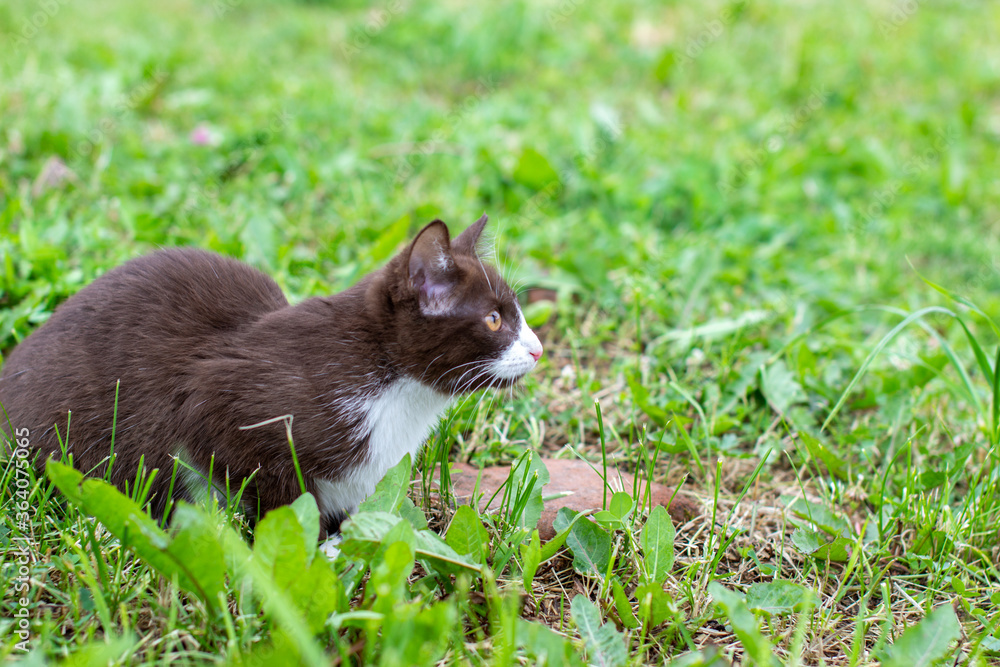 Brown kitten sitting on the lawn, in nature in clear weather.