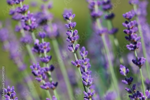 close up of beautiful lilac lavender in the garden © Bianca