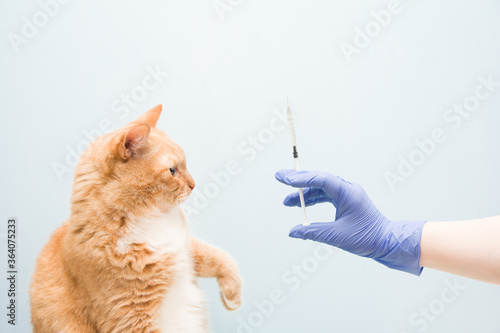 cute red-haired cat on a blue background is waiting for an injection, a hand in a blue rubber disposable glove holds a syringe with a vaccine or medicine, copy space