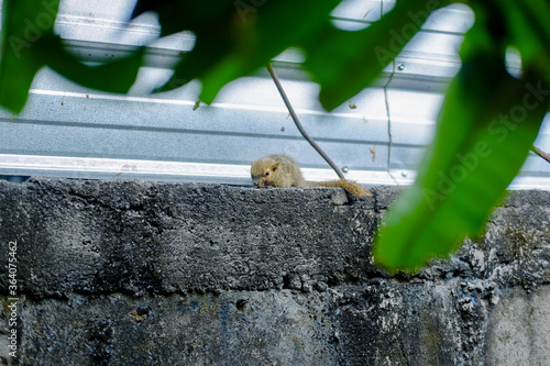 The squirrel is resting on the wall. Squirrel nature view. photo