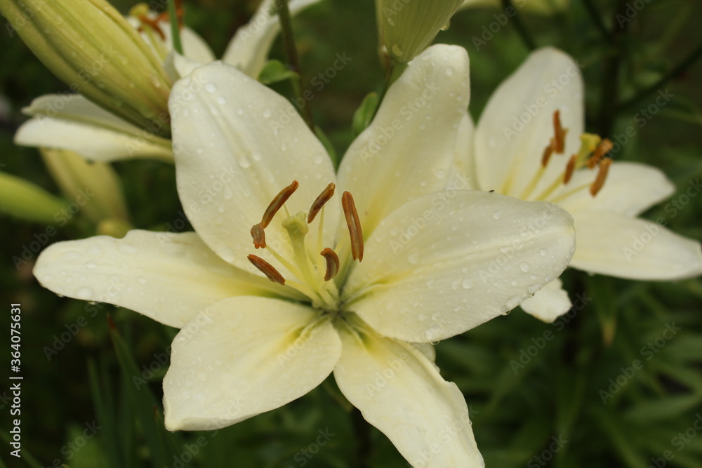 after the rain: the blossom of the white lily (Lilium) after the rain: the blossom of the white lily (Lilium)