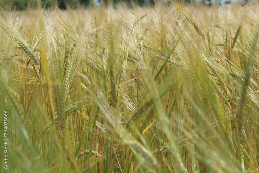Fototapeta premium the barley (Hordeum vulgare) just before harvest