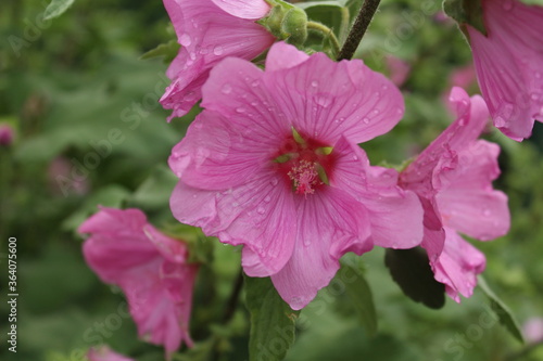 after the rain: the flowering of the bush mallow (Lavatera hybrids)