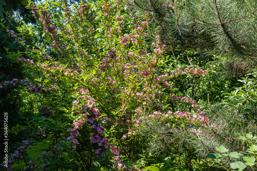 Blooming pink flowers on branches of Weigela Florida. Luxurious bush of blooming Weigela hybrida Rosea in landscaped garden. Blurred background selective focus. Nature concept for design.