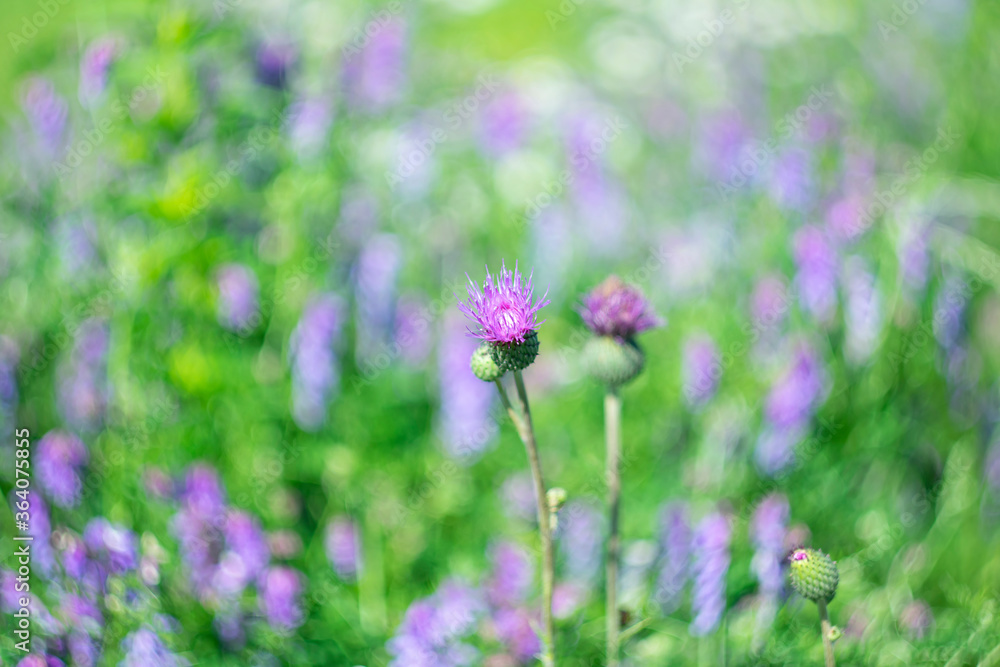 Violet flower on a blurred background of summer wildflowers and herbs.
Violet flower on a blurred background of summer wildflowers and herbs.