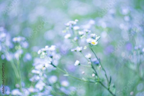 Blurred image of white daisies in a meadow as a summer background
