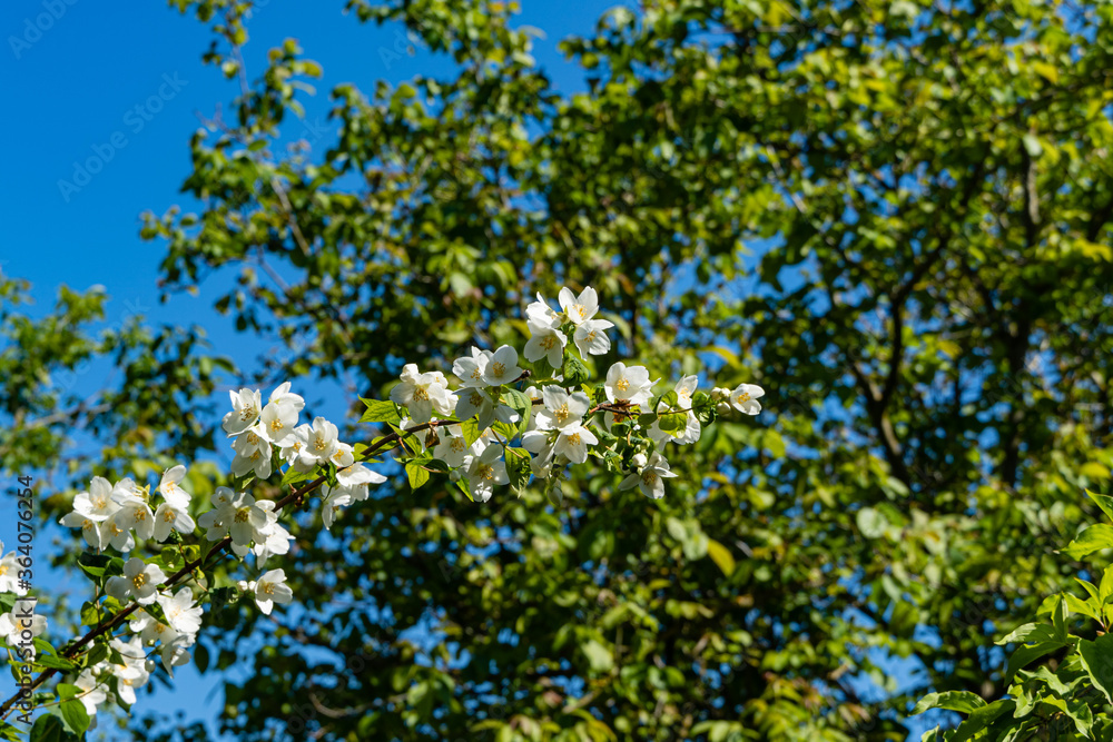 Flowering bush lewisii Philadelphus. White flowers on branch of jasmine bush lewisii Philadelphus on blurred background of green leaves. Selective focus. Landscaped garden. There is place for text