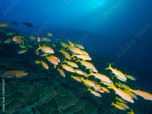Obraz na plátne School of yellowfin goatfish and hard corals