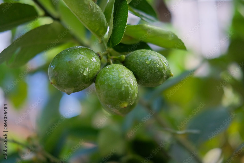 fresh lemon hanging on the treefresh lemon hanging on the tree fresh lemon hanging on the treefresh lemon hanging on the tree