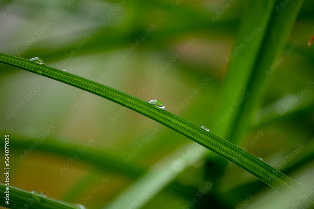 Obraz premium Green plants after rain, drops on stems