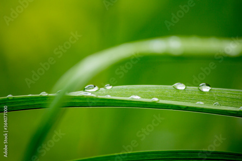 Green plants after rain, drops on stems