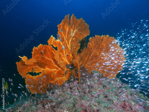 Gorgonian sea fan and school of Glassfish