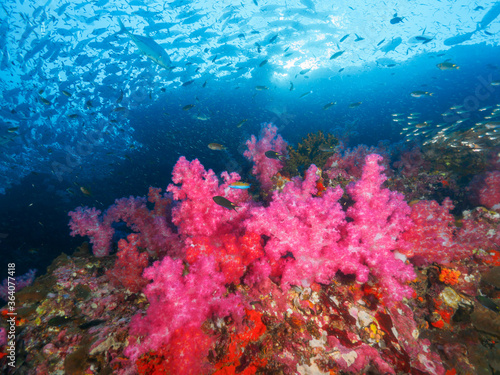 Pink tree corals, schooling fish overhead © Mayumi.K.Photography